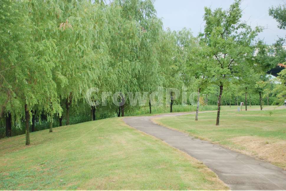 한강,길,산책,여름,나무,숲,자연,풍경,nature,landscape,grass,잔디,plant,식물,tree,outdoors,옥외,lawn,park,공원