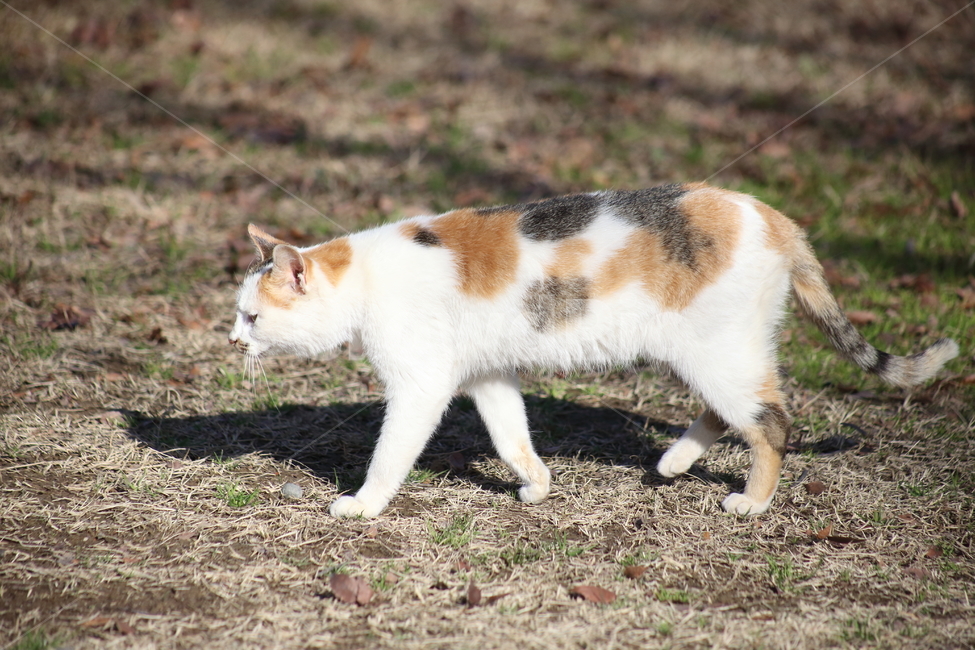 고양이,길냥이,야옹이,동물,cat,동물,animal,포유류,mammal,고양이,cat,kitten,kitty