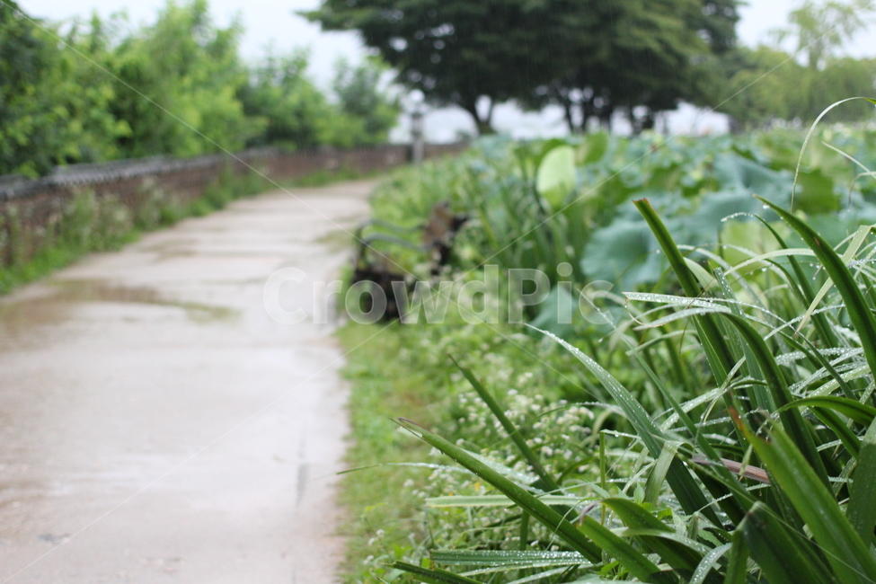비오는날,비오는풍경,여름,산책,봄비,식물,자연,plants,nature,비,비오는날,rain,rainy