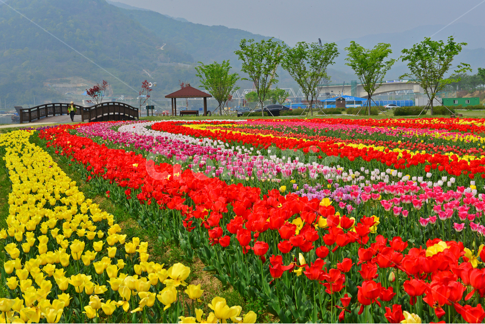 plant,식물,flower,blossom,꽃,tulip,튤립,경남,하동,튤립축제장,튤립툭제,하동튤립축제,둔치,강변둔치,섬진강변,식물,자연,plants,nature,꽃,flower
