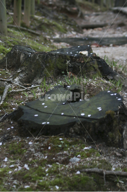 나무,tree,ground,바닥,stump,그루터기