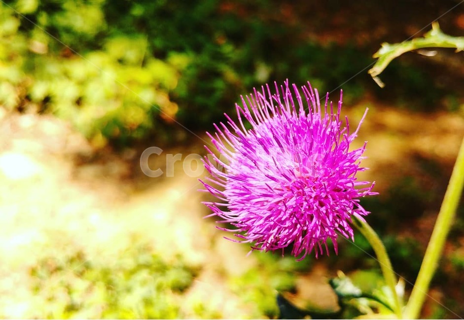 풍경,배경,꽃,식물,자연,날씨,숲,landscape,background,flower,plants,nature,weather,forest,식물,자연,plants,nature,꽃,flower