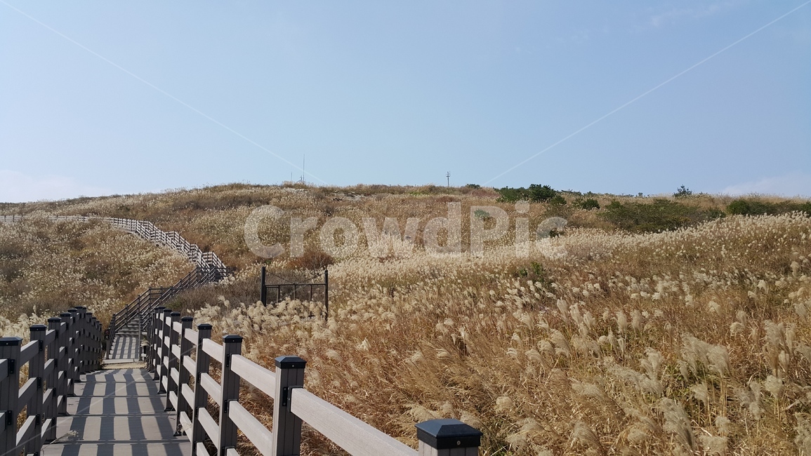 천성산,갈대,갈대밭,갈대숲,하늘,가을,등산,산,산책로,등산로,정상