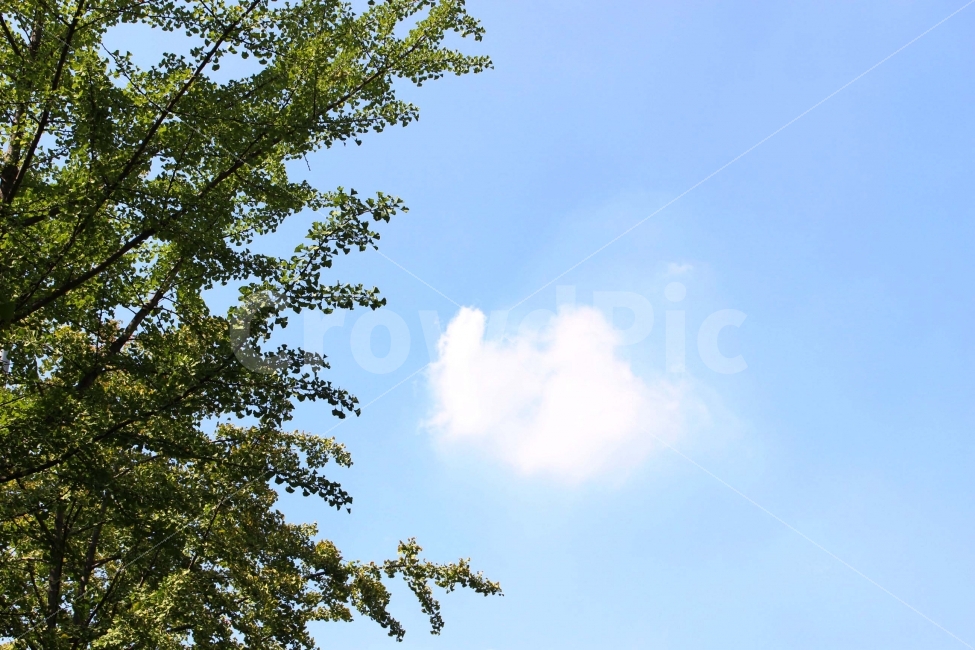 하늘,나무,식물,자연,야외,공원,정원,풍경,식물,자연,plants,nature