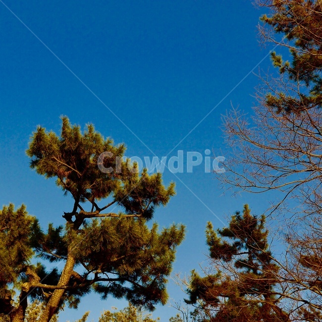 소나무,하늘풍경,겨울하늘,풍경,나무,자연,풍경,nature,landscape,tree,plant,식물,fir,전나무