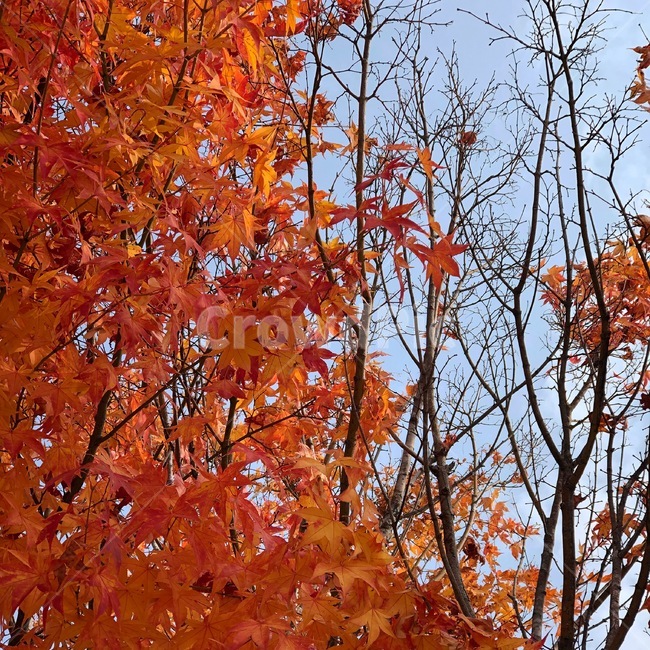 단풍,plant,식물,leaf,잎,tree,나무,maple,가을겨울,가을과겨울,풍경,가을,계절,fall,autumn,season