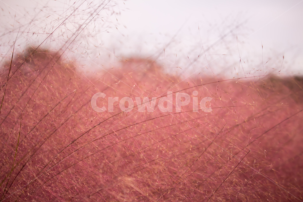 꽃,핑크뮬리,감성,감성사진,풍경,핑크,봄,계절,spring,season,식물,자연,plants,nature,꽃,flower