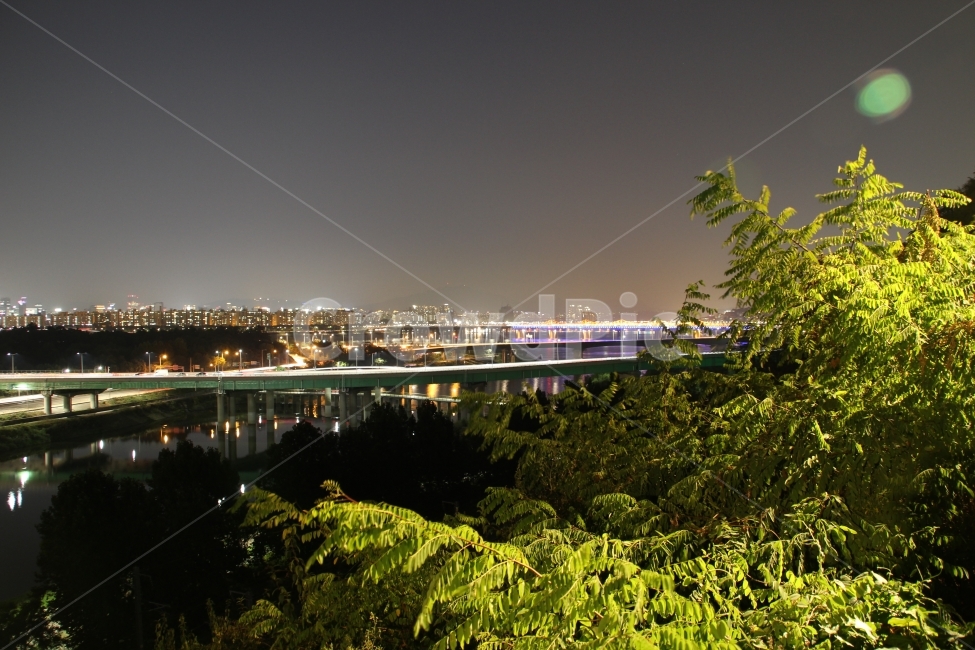 야경,응봉산,조명,서울,밤,야경,밤,풍경,nightscape,night,landscape,도시,city,한국도시풍경,한국도시경관,korea cityscape,plant,식물