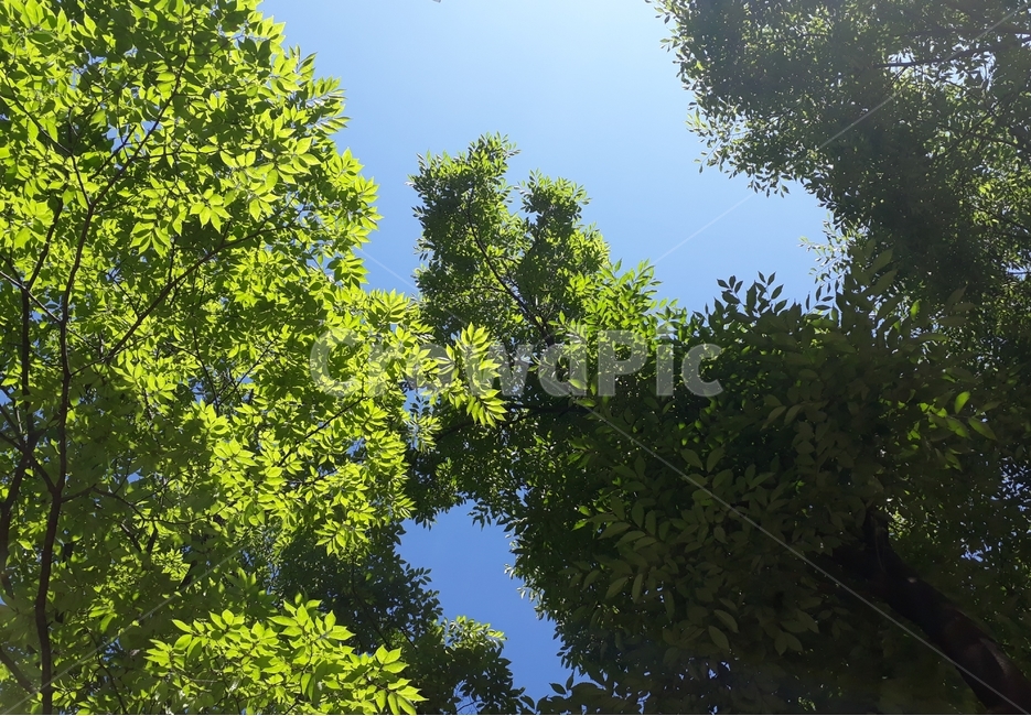 하늘,sky,나무,tree,잎,leaves,파랑,blue,녹새,green,색상,color,자연,nature,배경,background,식물,자연,plants,nature