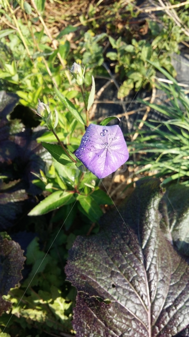 할미꽃,가을,꽃,가을꽃,들꽃,보라꽃,자연,식물,자연,plants,nature,꽃,flower