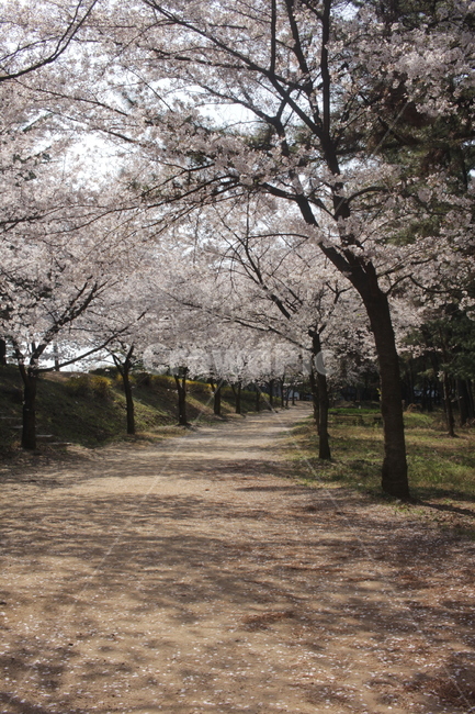 벚꽃,꽃,벚꽃길,꽃길,cherryblossom,봄,계절,spring,season,자연,풍경,nature,landscape,plant,식물