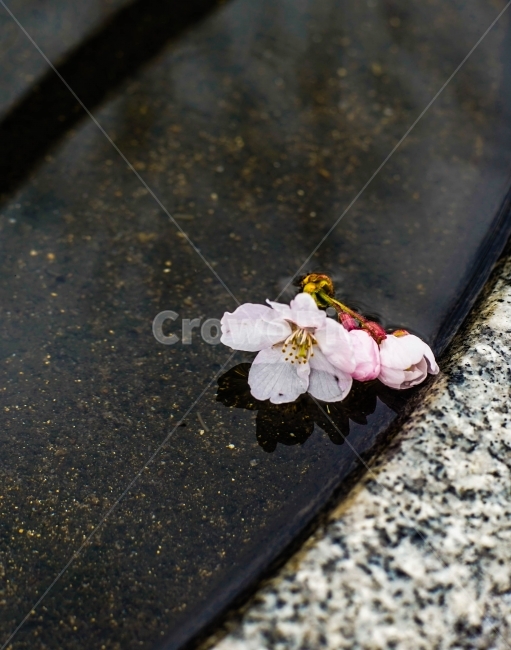 벚꽃,물,봄,spring,분홍,반영,cherrybollosm,꽃,감성,season,flower,꽃나무,감성사진,봄,계절,spring,season,식물,자연,plants,nature,꽃,flower,plant,blossom,cherry blossom