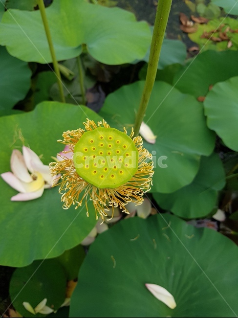 식물,자연,연꽃술,연꽃씨방,녹색,green
