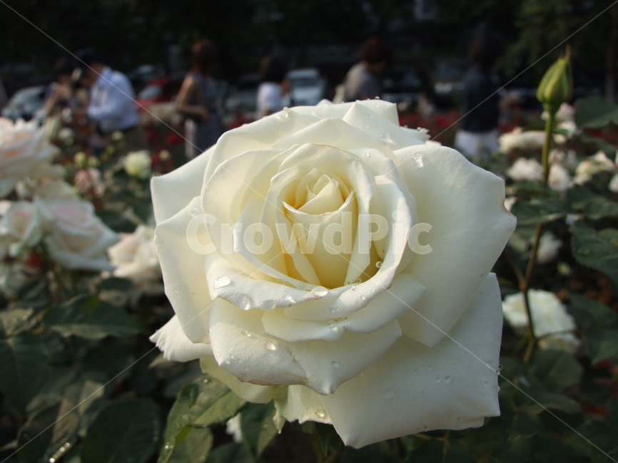 장미,백장미,장미꽃,꽃,rose,만개,개화,블로섬,꽃밭,꽃잎