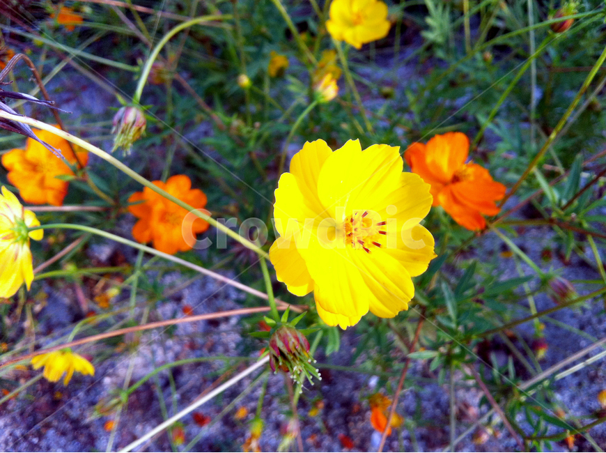 꽃,노란꽃,빨간꽃,식물,줄기,plants,flower,식물,자연,plants,nature,꽃,flower
