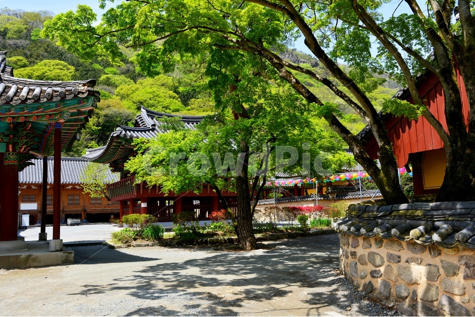 장성,백양사,봄,계절,연두색,outdoors,옥외,nature,자연,plant,식물,blossom,flower,꽃,사찰,절,돌담장,담장