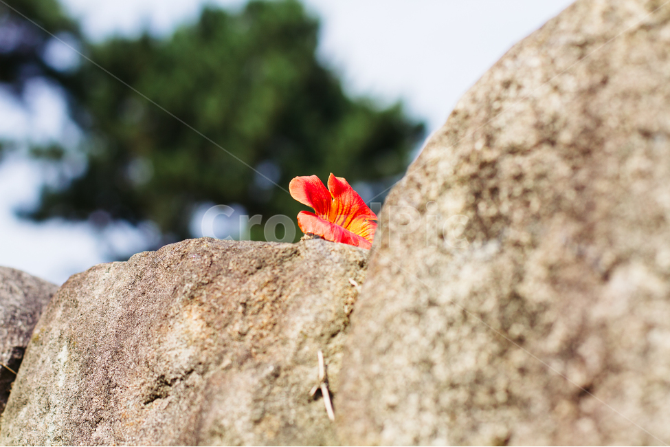 능소화,꽃,식물,풍경,돌담,식물,자연,plants,nature,꽃,flower