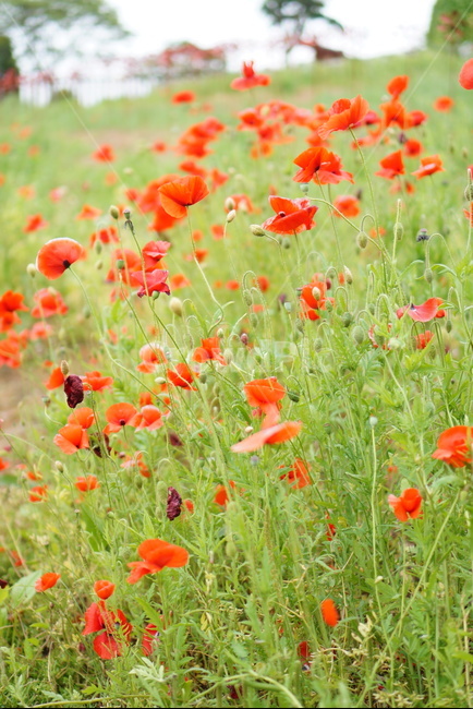 꽃,양귀비꽃,꽃들판,빨간꽃,정원,poppy