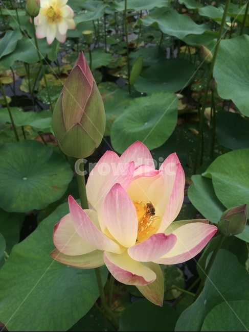 연꽃,벌,만개,여름,lotus
