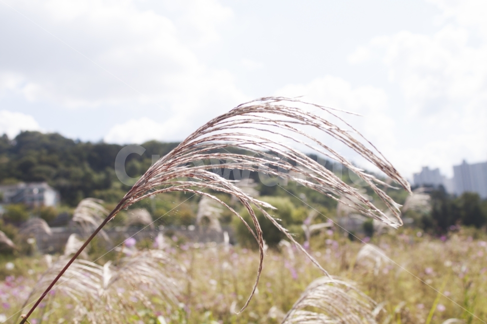 가을,갈대,갈대밭,하늘,감성사진,식물,자연,plants,nature,감성,sensible,feeling,휴식,힐링,rest,relaxation,healing