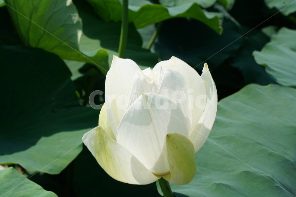 백련지,연꽃,백련,백목련,bailian,뱅년