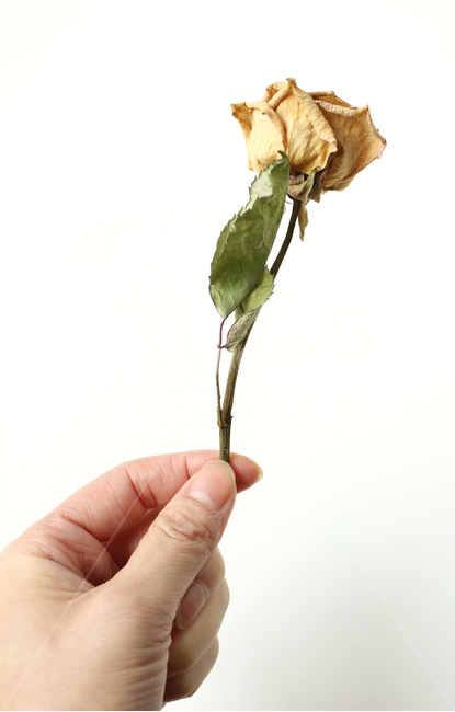 여자,여자손,손,핸드,손가락,신체부위,집게손가락,줄기,드라이,드라이플라워,말린,노랑,옐로우,노란색,장미,로즈,플라워,시든,시들은,오래된,흰배경,꽃,자연,나뭇잎,잎,장미잎,말린잎,엄지손가락