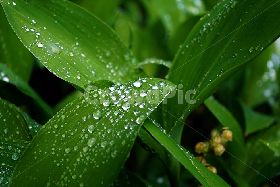 물방울,자연,식물,싱그러움,잎,식물,자연,plants,nature