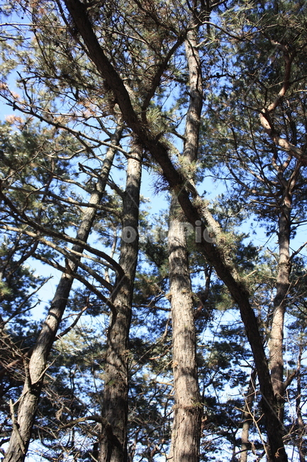 의림지,용두산,소나무,나무,자연,식물,자연,plants,nature,나무,trees,wood