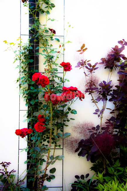 자연,화단,전원,전원주택,장미,안개나무,감성,힐링,nature,flower,rose,misttree,sensitive,healing