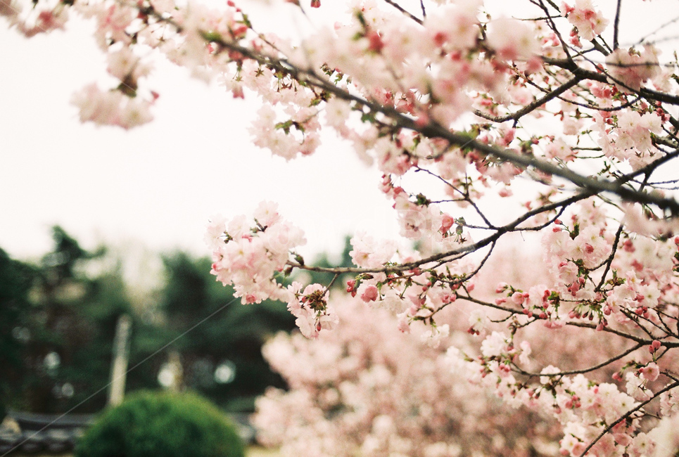 봄,꽃,벚꽃,자연,필름,아날로그,film,analog,flower,spring,nature,풍경,감성,봄,계절,spring,season,식물,자연,plants,nature,꽃,flower,plant,blossom