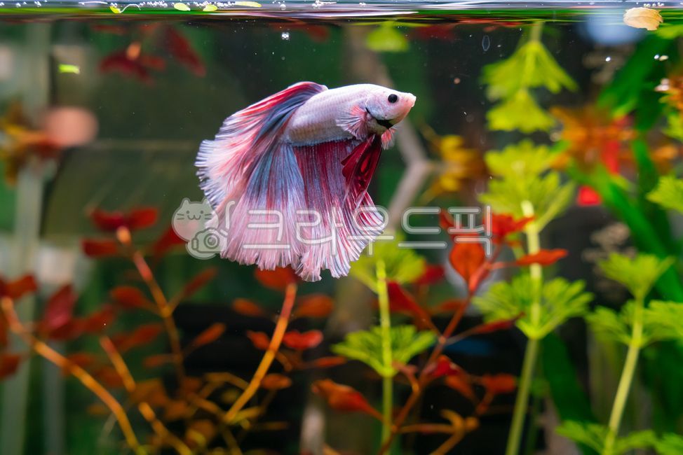 베타,물고기,어항,아쿠아리움,애플스네일,달팽이,수초,plant,식물,aquatic,water