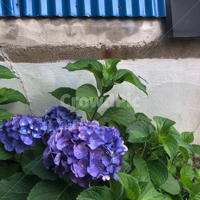 꽃,담벼락,보라색,맑은,수국