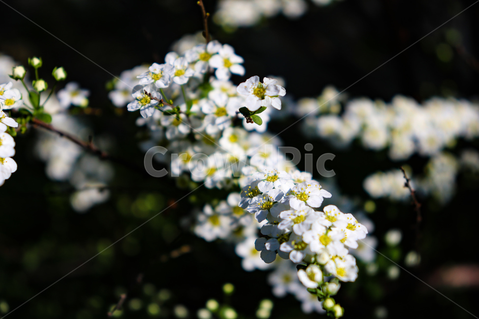 꽃,flowers,식물,꽃나무,geranium,flower,제라늄,plant,나무,tree,봄,spring,weather