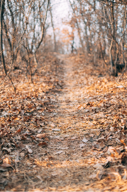 숲길,숲,낙엽,가을,배경화면,식물,자연,plants,fall,autumn,landscape,nature,korea,가을,계절,fall,autumn,season,자연,풍경,nature,landscape,ground,바닥