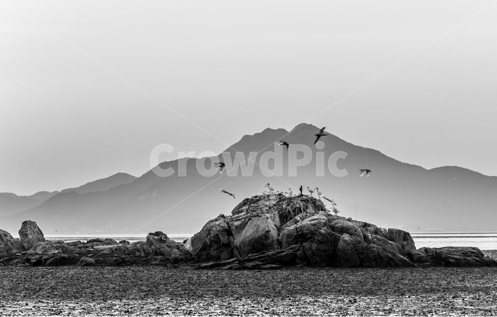 영종도,철새,석양,낙조,갯벌,풍경,감성,환경,바닷가,자연,풍경,nature,landscape,한국자연풍경,한국자연경관,korea nature landscape,동물,animal,조류,새,birds,흑백,모노톤,monochrome,black and white,bird,water,물,shoreline,해안선,outdoors,옥외,sea,바다,ocean,대양