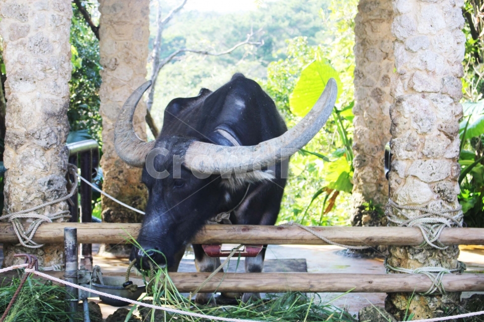 소,물소,동물,야생동물,뿔,야생,풀,여물,우리,울타리,가축,사육,cow,검은색,동물,animal,포유류,mammal