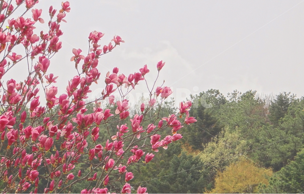 꽃,나무,자연,산,감성,시골,숲,초록,분홍,핑크,emotion,flower,tree,nature,mountain,forest,green,pink,봄,계절,spring,season,식물,자연,plants,nature,꽃,flower,plant