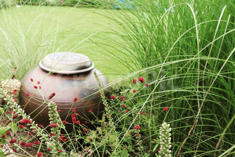항아리,잔디밭,정원,꽃,풍경,한국전통,한국문화,korean traditional,korean culture,식물,자연,plants,nature