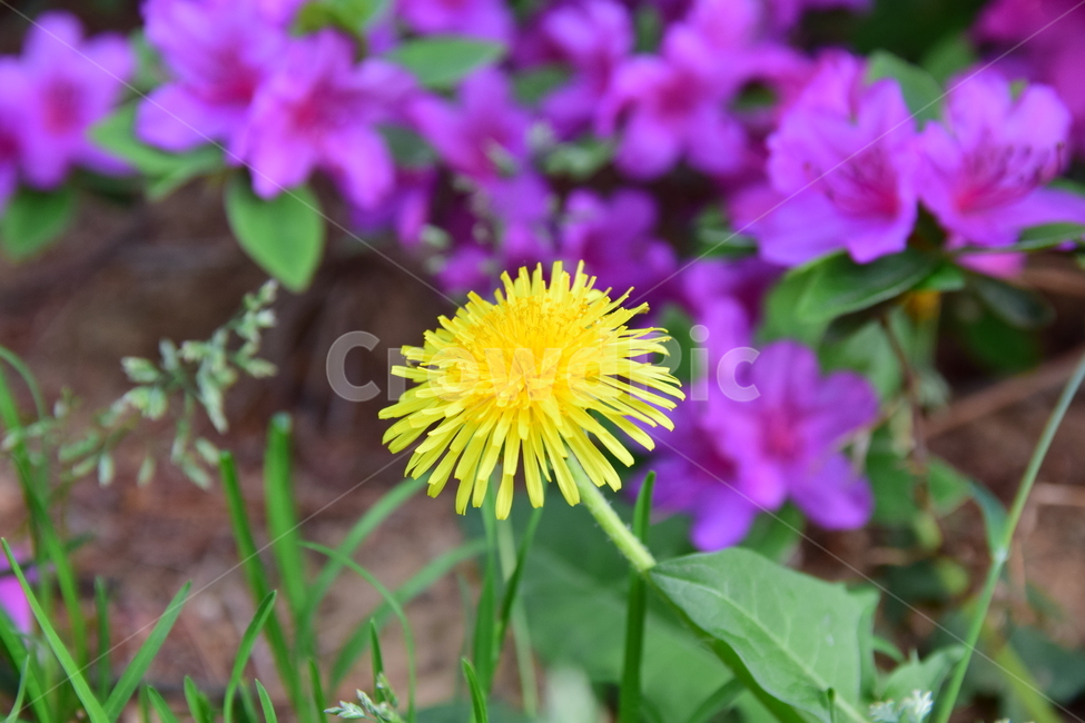 민들레,철쭉,꽃,노란색,들꽃,핑크색,보라색,pink,yellow,flower,dandelion,자연,식물,plant,nature,분홍
