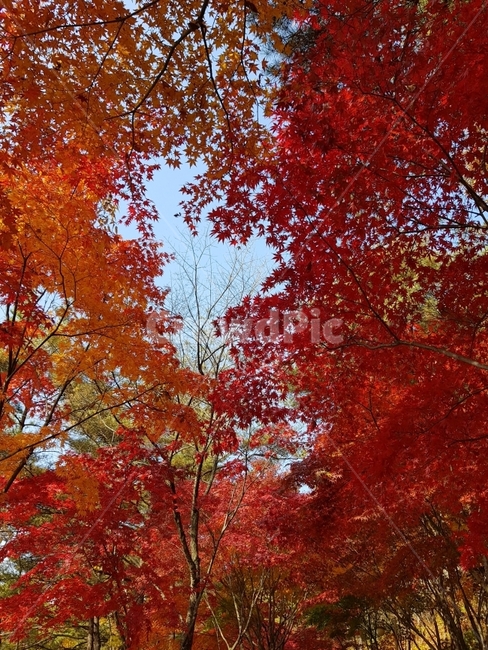 가을,단풍,단풍잎,빨강,빨간색,가을풍경,주말,등산,가을,계절,fall,autumn,season,식물,자연,plants,nature,나무,trees,wood,leaf,잎,plant,tree,maple