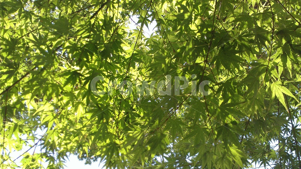 plant,식물,leaf,잎,나무,tree,식물,자연,plants,nature