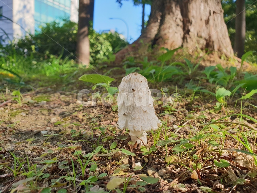 버섯,숲,자연,화이트,식물,버섯,mushroom