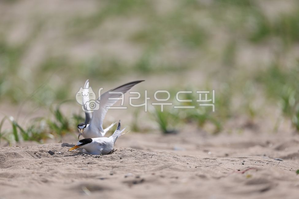 bird,animal,Seagull,Little tern catfish