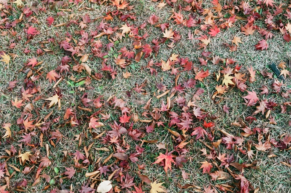 낙엽,가을,단풍,잔디밭,초록,빨강,노랑,힐링,쉼,감성,감성사진,가을,계절,fall,autumn,season,ground,바닥,plant,식물,leaf,잎