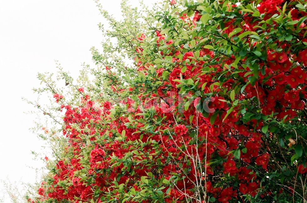명자나무,장미,빨간꽃,빨강,봄꽃,식물,나무,자연,식물,자연,plants,nature,꽃,flower