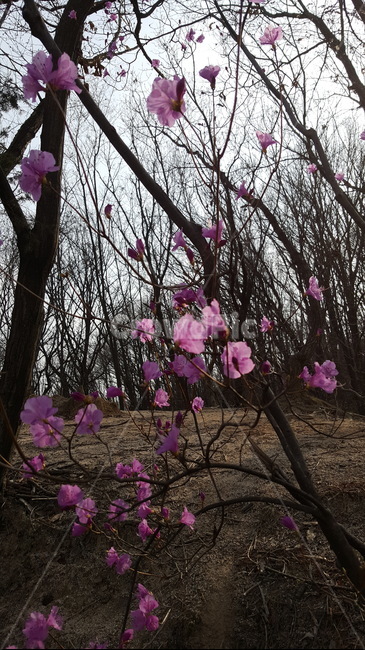 진달래,봄,분홍,진달래꽃,꽃,산,봄산,봄꽃,식물,자연,plants,nature,꽃,flower