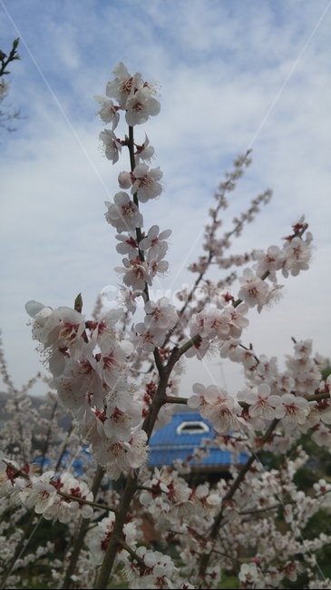 flower,꽃,blossom,벗꽃,봄,식물,자연,plants,nature,꽃,flower