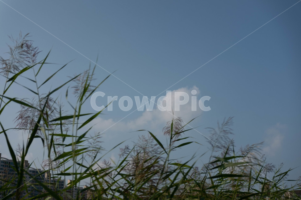 하늘,풀,식물,잔디,plant,구름,갈대,파랑,자연,풍경,nature,landscape,grass,lawn