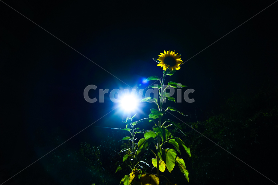 해바라기,꽃,야경,조명,자연,식물,야경,밤,풍경,nightscape,night,landscape,식물,자연,plants,nature,꽃,flower,light,빛,flare,플레어,plant