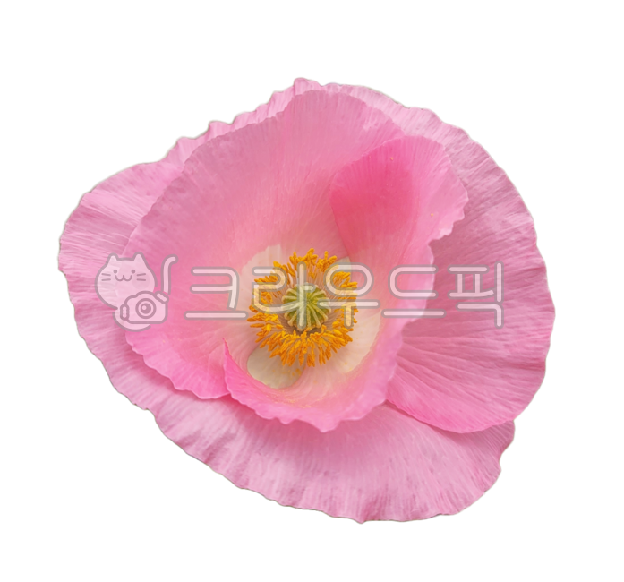 pink,poppy,yellow,flower,petal,poppyflower,light pink,poppy flower